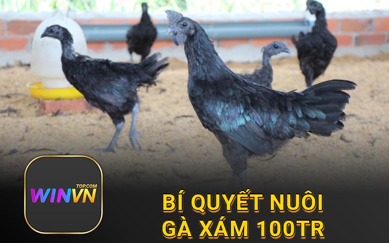 Bí quyết nuôi gà xám 100tr
