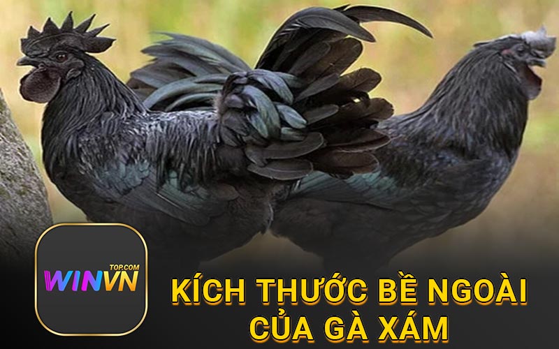 Kích thước bề ngoài của gà xám